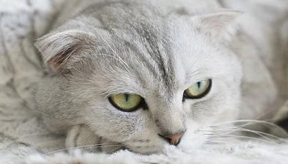 九游体育APP下载-中国篮球青训体系课程改革及教学质量提升研究，《中国青少年篮球训练教学大纲(2013版)》