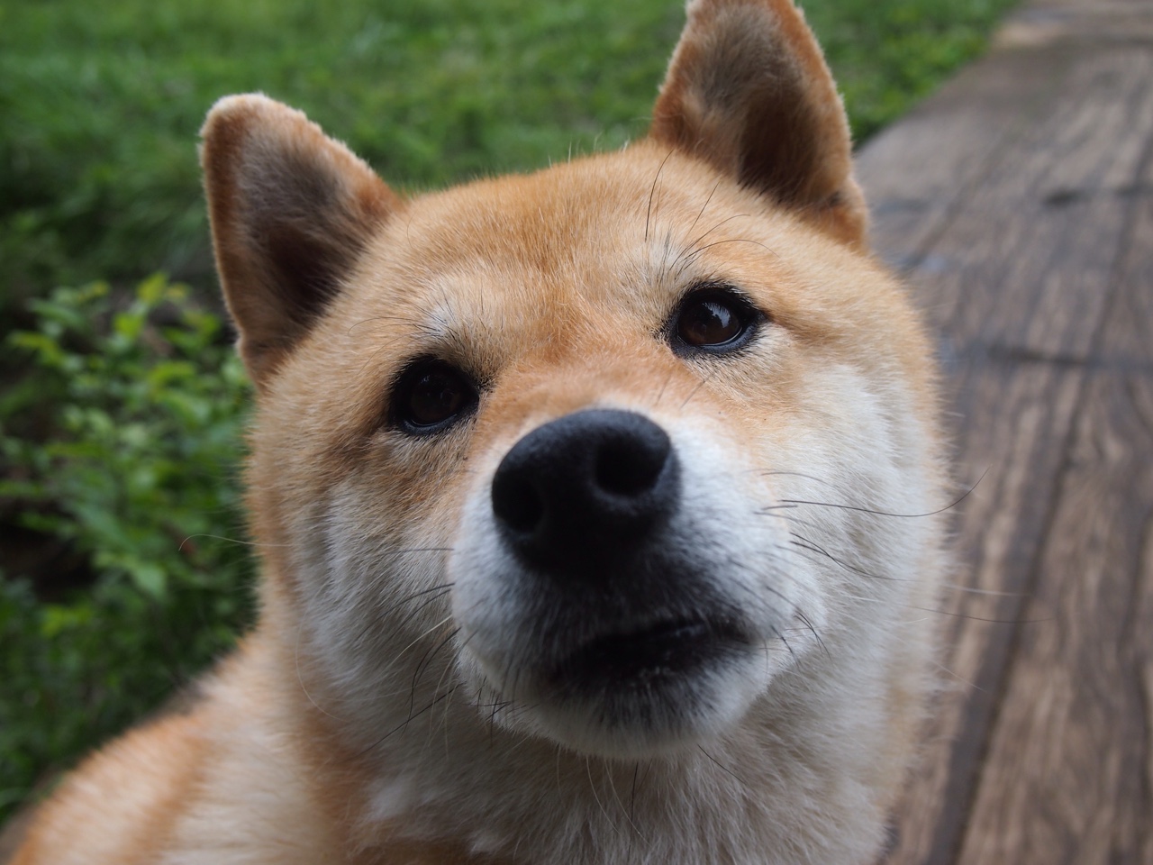 法甲发展足球足球学院,普及青少足球运动,足球比赛法甲