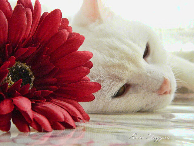 篮球运动员康复训练方案科学完善,篮球运动员的疲劳与恢复