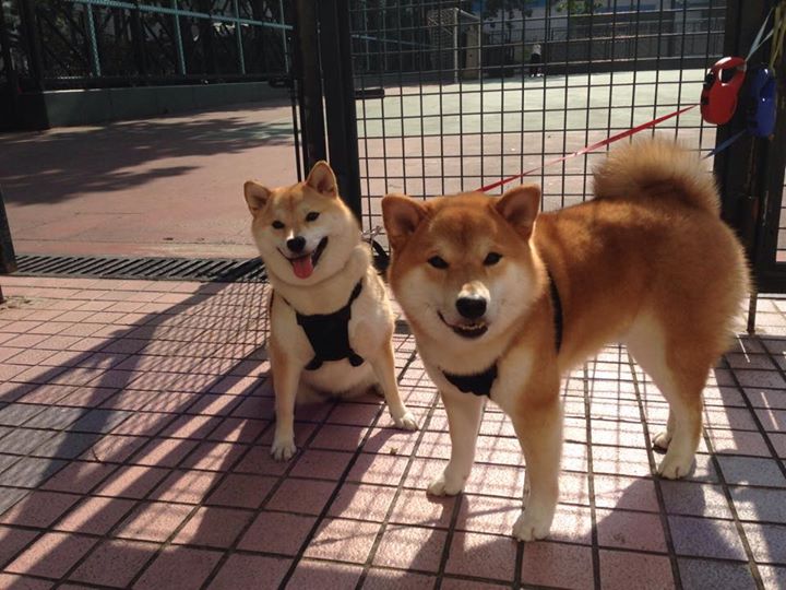 足球青训球员电子档案管理系统试点推广，足球青训试训报名