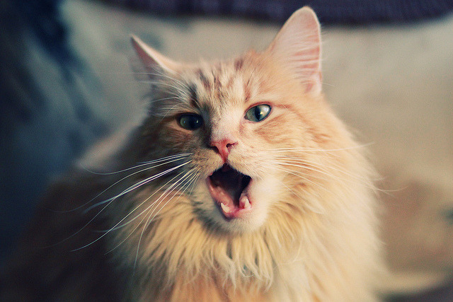 LCK新人训练营启动,lck训练赛