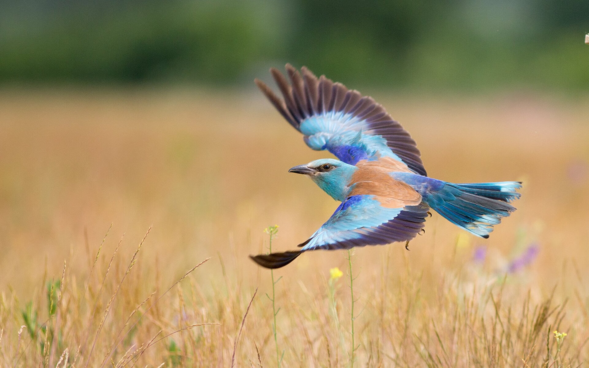 中甲联赛的俱乐部球员发展路径规划实施,中甲参赛队