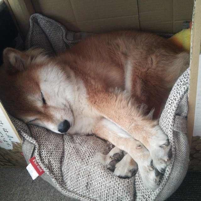 奥地利队在比赛中展现出色实力，雄心勃勃，奥地利队风格