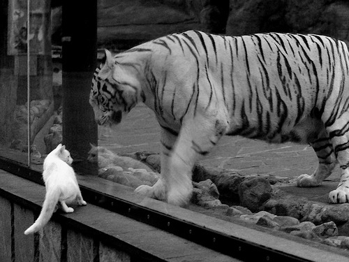 中国青少年篮球运动员身体机能监测，篮球运动员身体机能评定