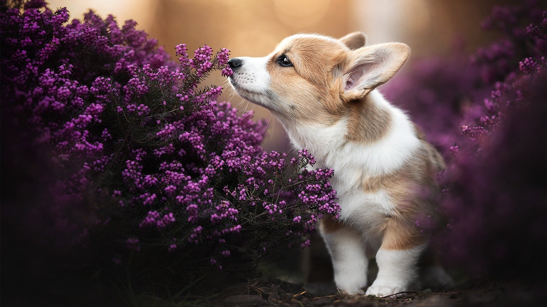 九游体育官网-新闻中心组织社会公益活动，公益新闻报道