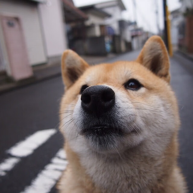 欧洲冠军：历史第一球队排行榜揭晓，欧洲冠军联赛历史冠军