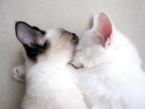 中国女篮迎来新一轮集训 重点提升技术细节,2021中国女篮集训