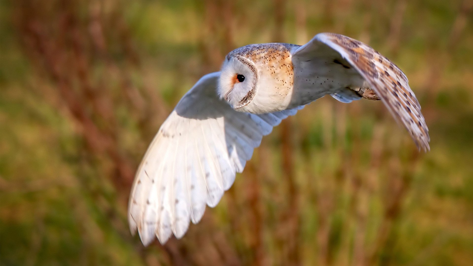 九游入口-体育文化促进社会和谐发展，体育对文化的促进作用