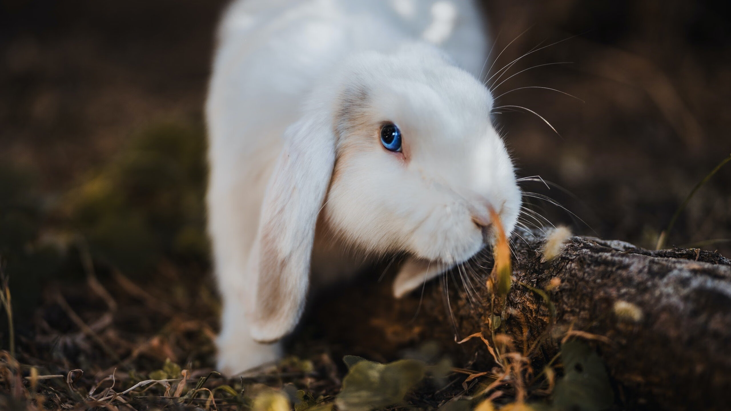 博卡中卫表现坚韧,展现硬朗风格,博卡啥意思